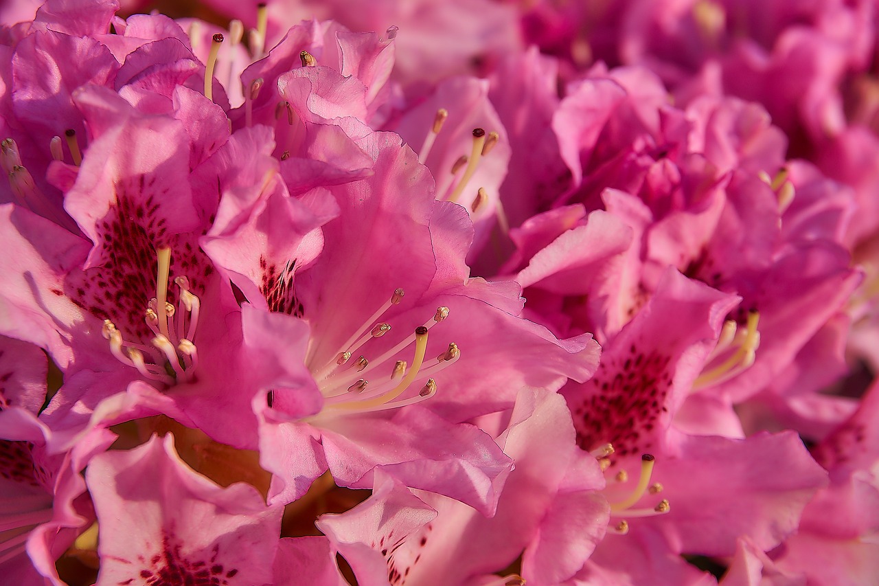 rhododendron  blossom  bloom free photo