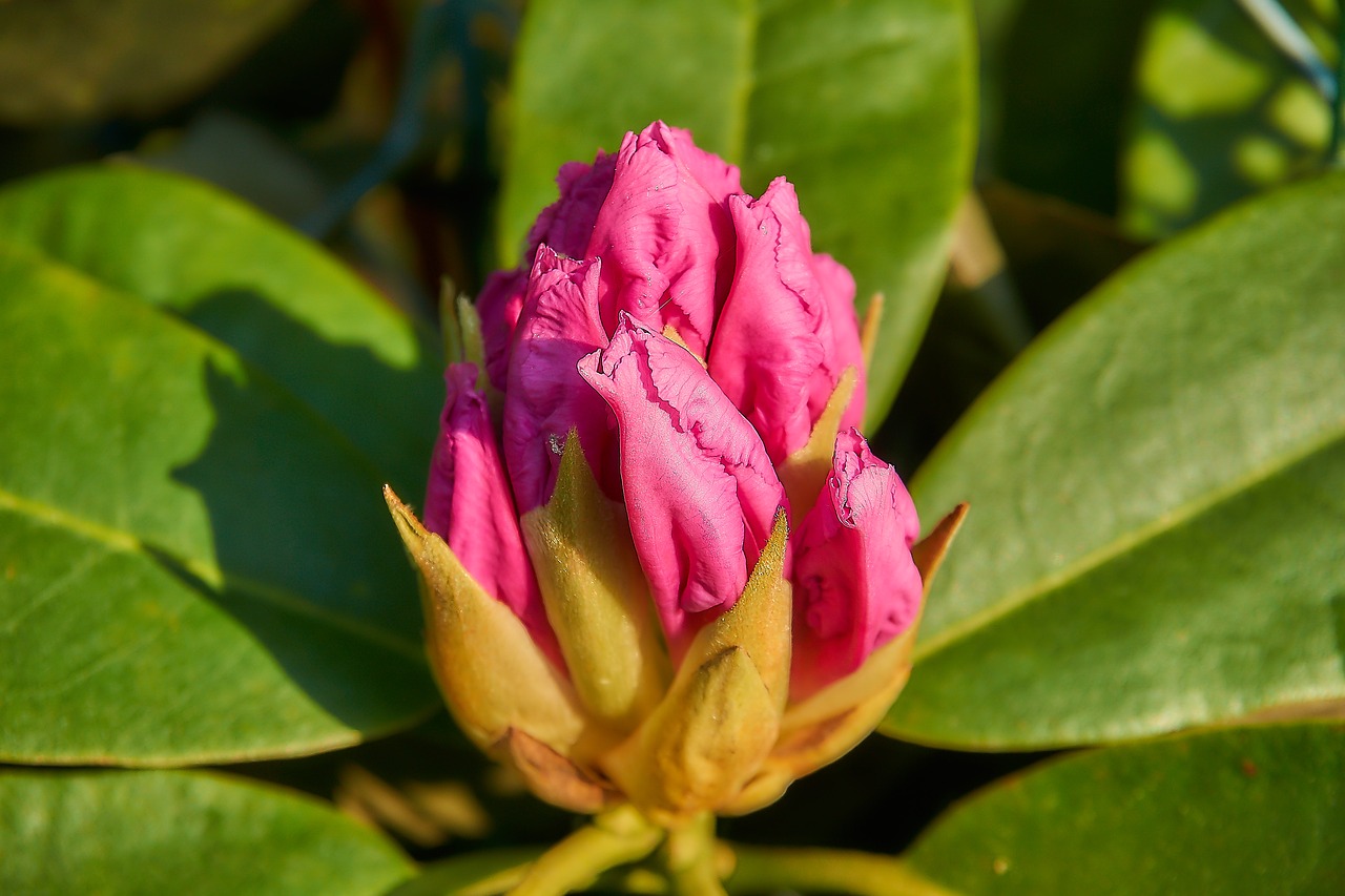 rhododendron  blossom  bloom free photo