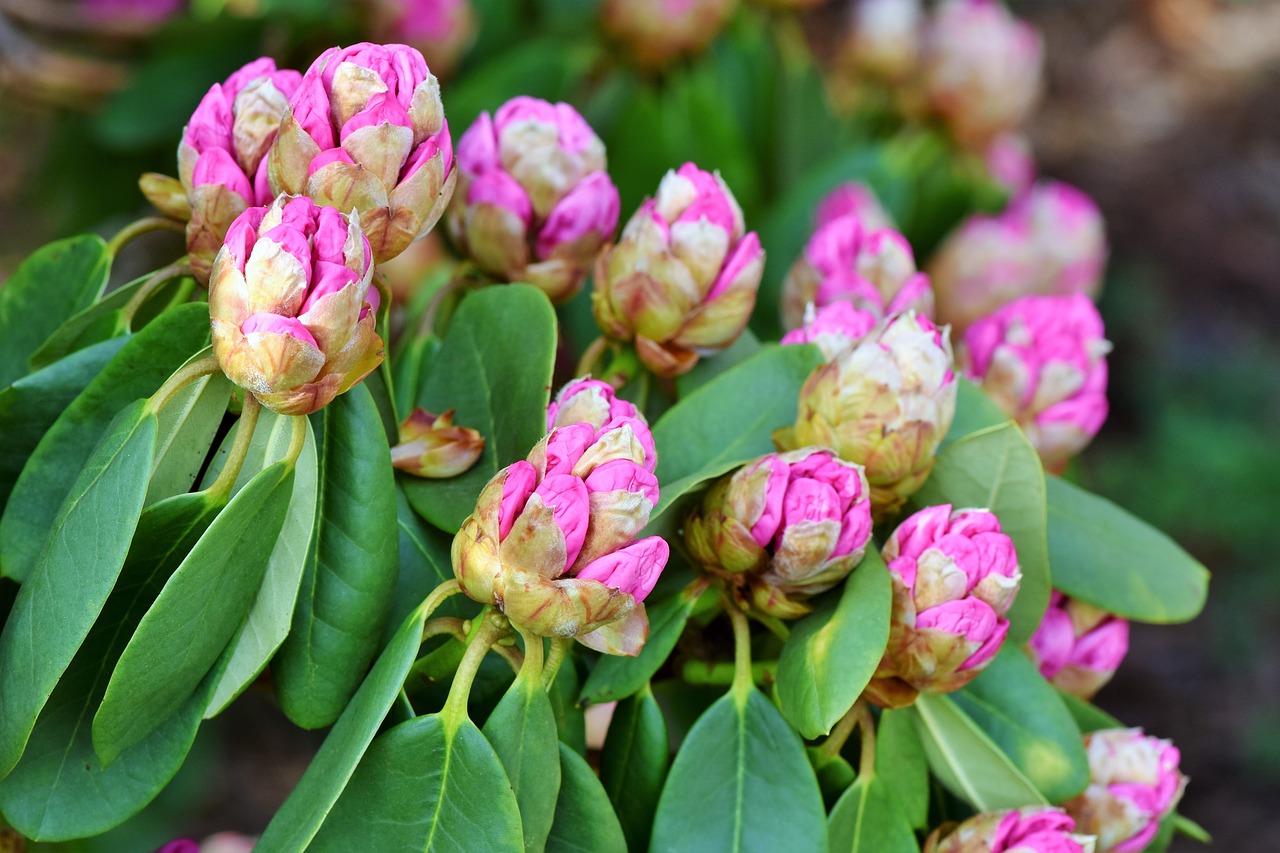 rhododendron  rhododedron buds  pink rhododendron free photo