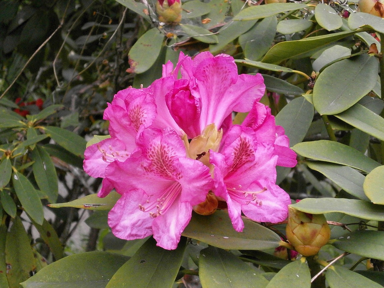 rhododendron rhododendrons ericaceae free photo