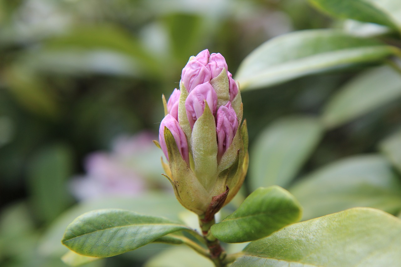 rhododendron  button rhododendron  rhododendron pink free photo