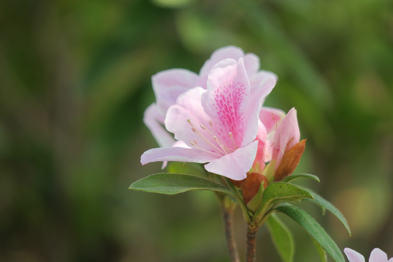 rhododendron  hong kong  the year april free photo