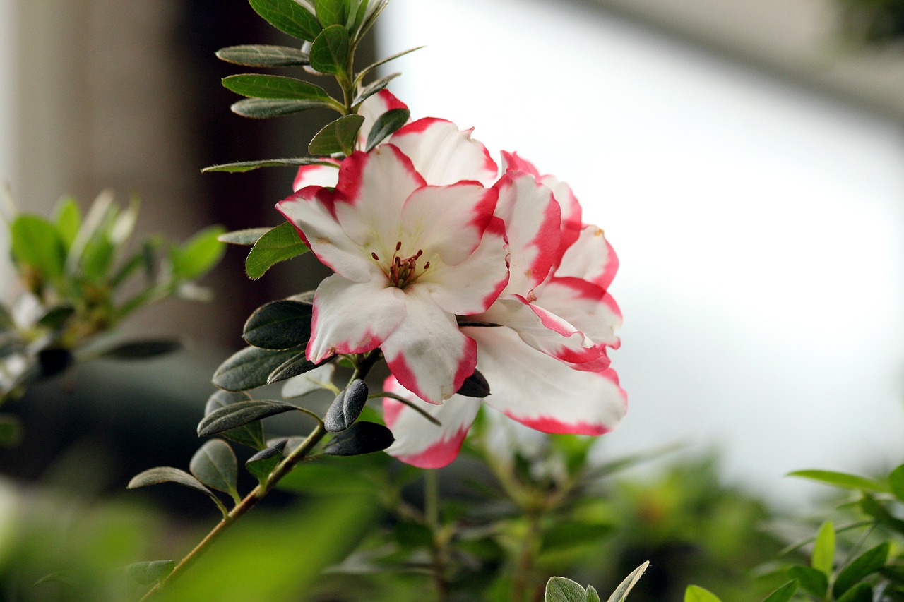 rhododendron  flower  nature free photo