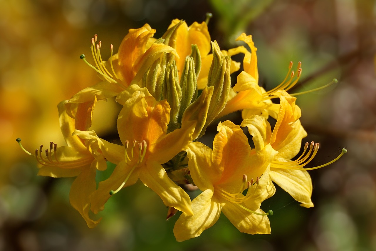 rhododendron  flowers  close up free photo