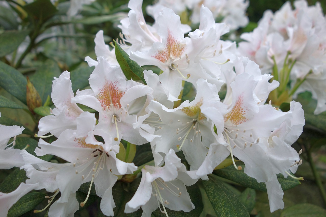 rhododendron  flower  plant free photo