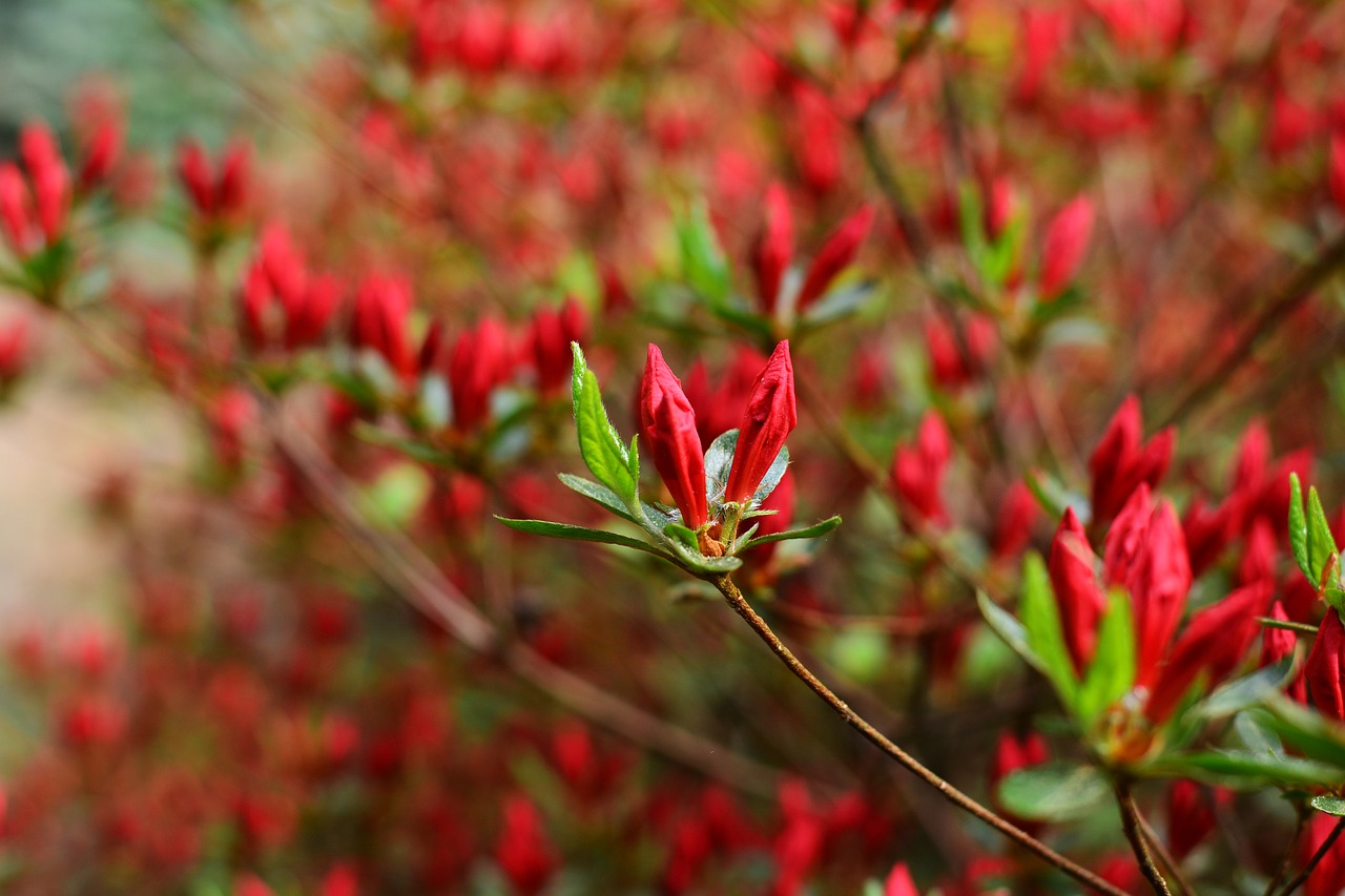 rhododendron  ericaceae  heather green free photo