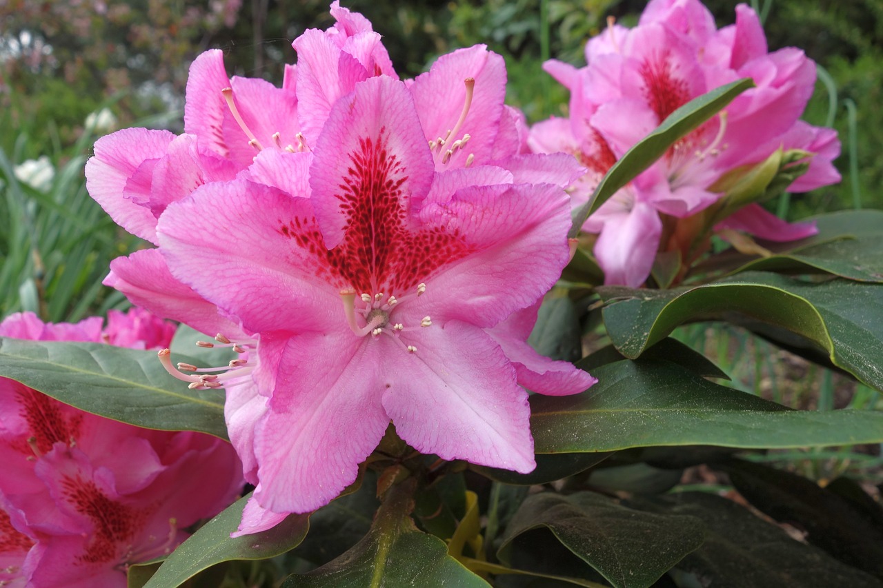 rhododendron  nature  flower free photo