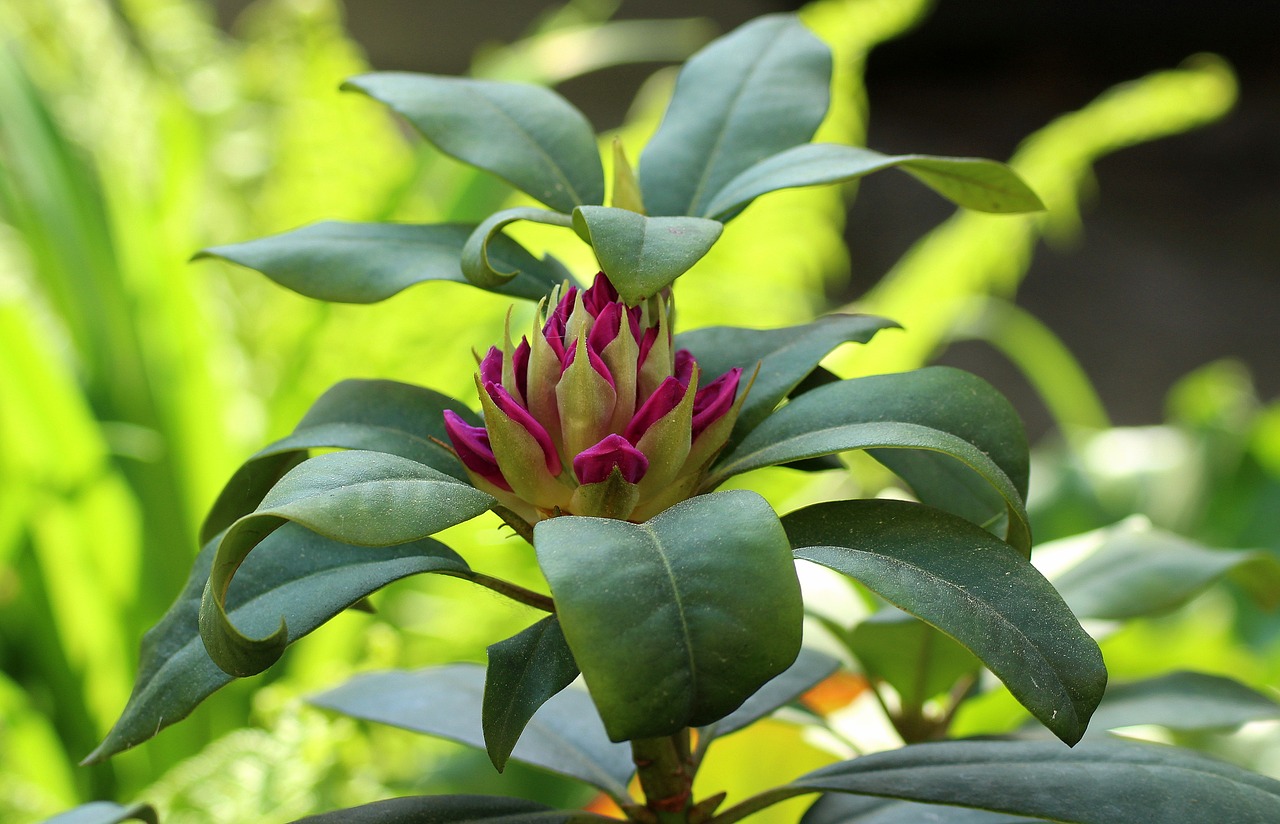 rhododendron  bud  flower free photo