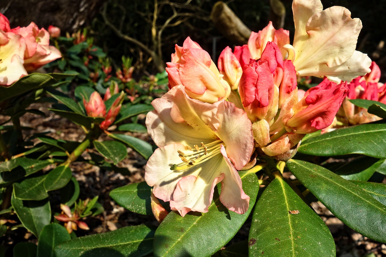 rhododendron  flower  shrub free photo