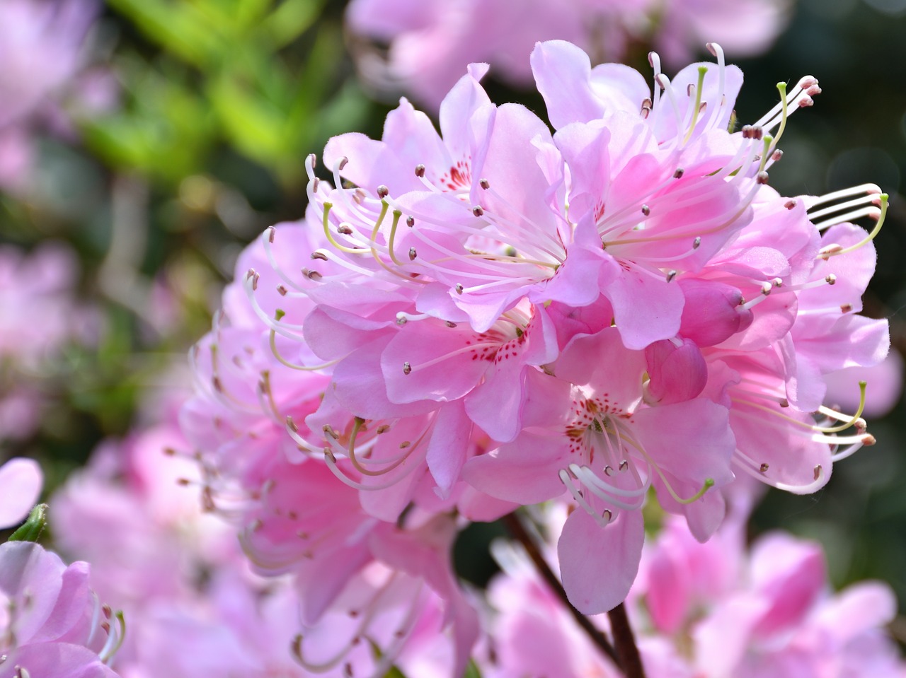 rhododendron  flower  plant free photo