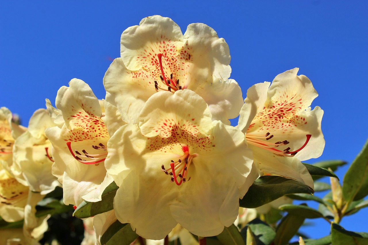 rhododendron  yellow  flower free photo