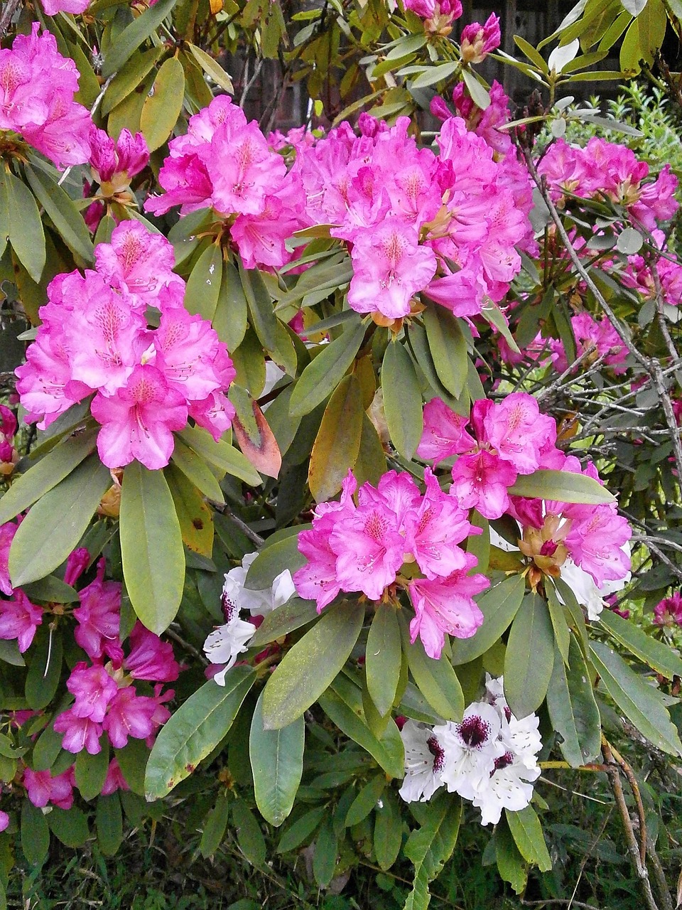 rhododendron rhododendrons ericaceae free photo