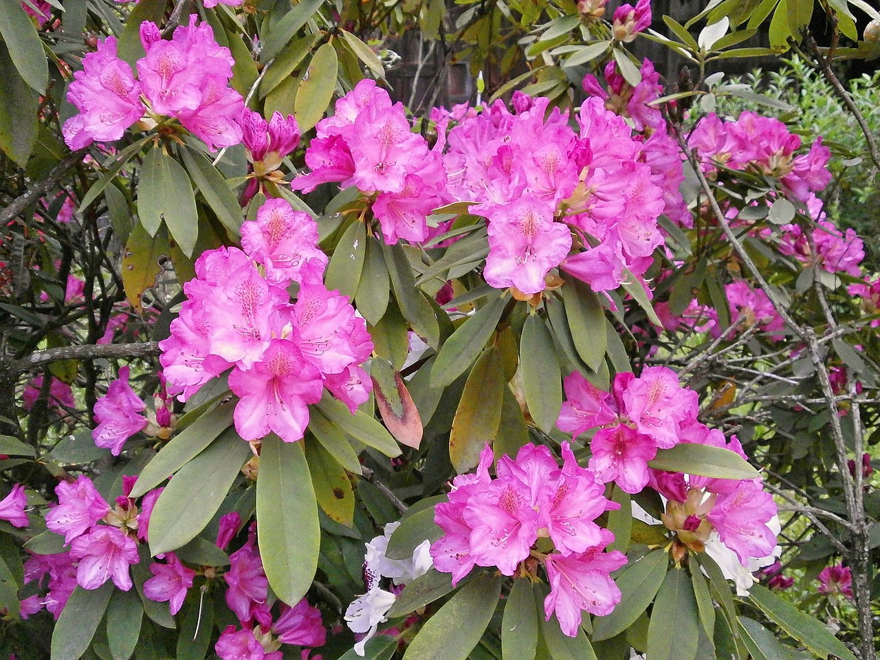 rhododendron rhododendrons ericaceae free photo