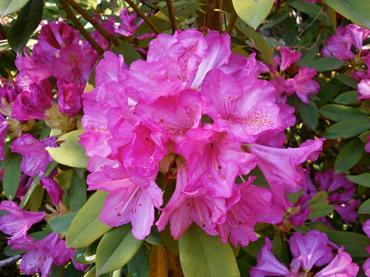 rhododendron rhododendrons ericaceae free photo