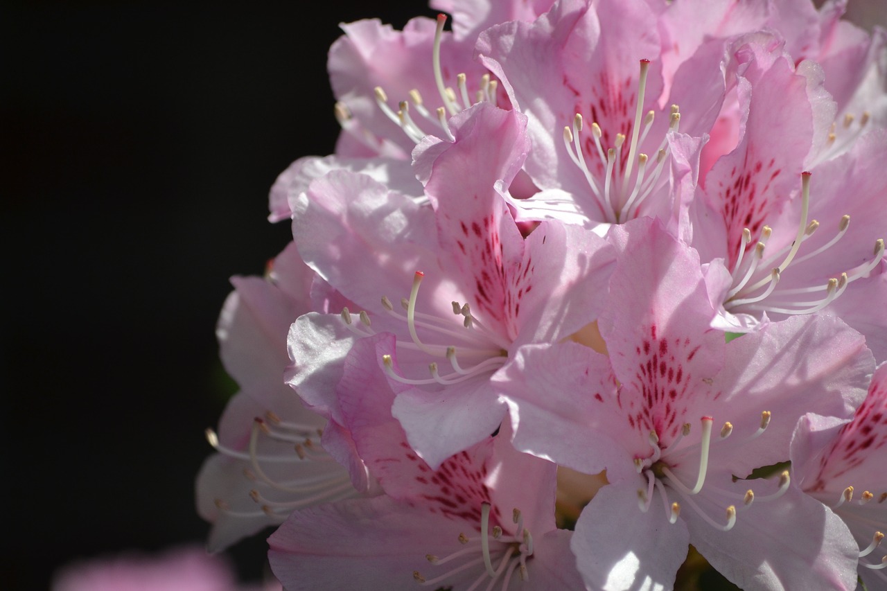 rhododendron  pink  bright free photo