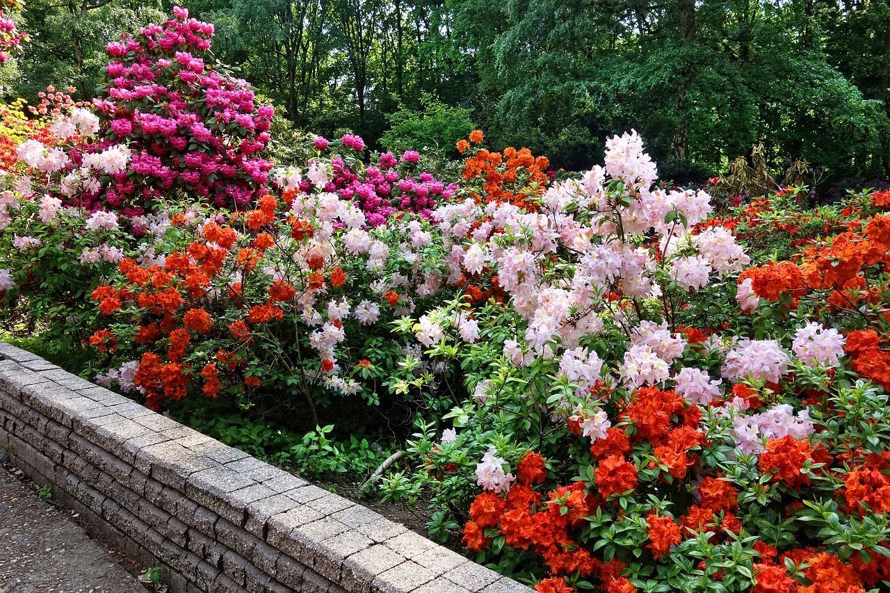 rhododendron  shrub  flower free photo