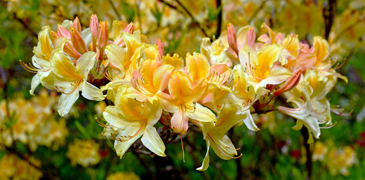 rhododendron  rhododendron luteum  blossom free photo
