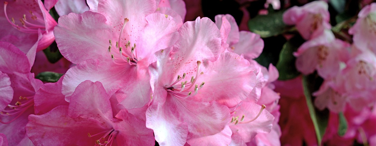 rhododendron  blossom  bloom free photo