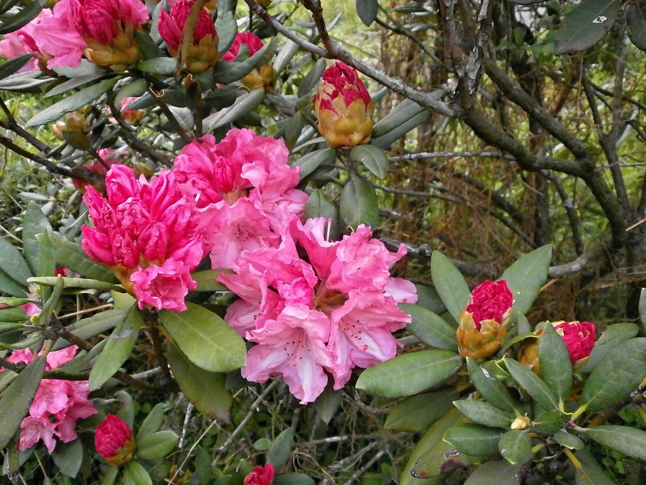 rhododendron rhododendrons ericaceae free photo