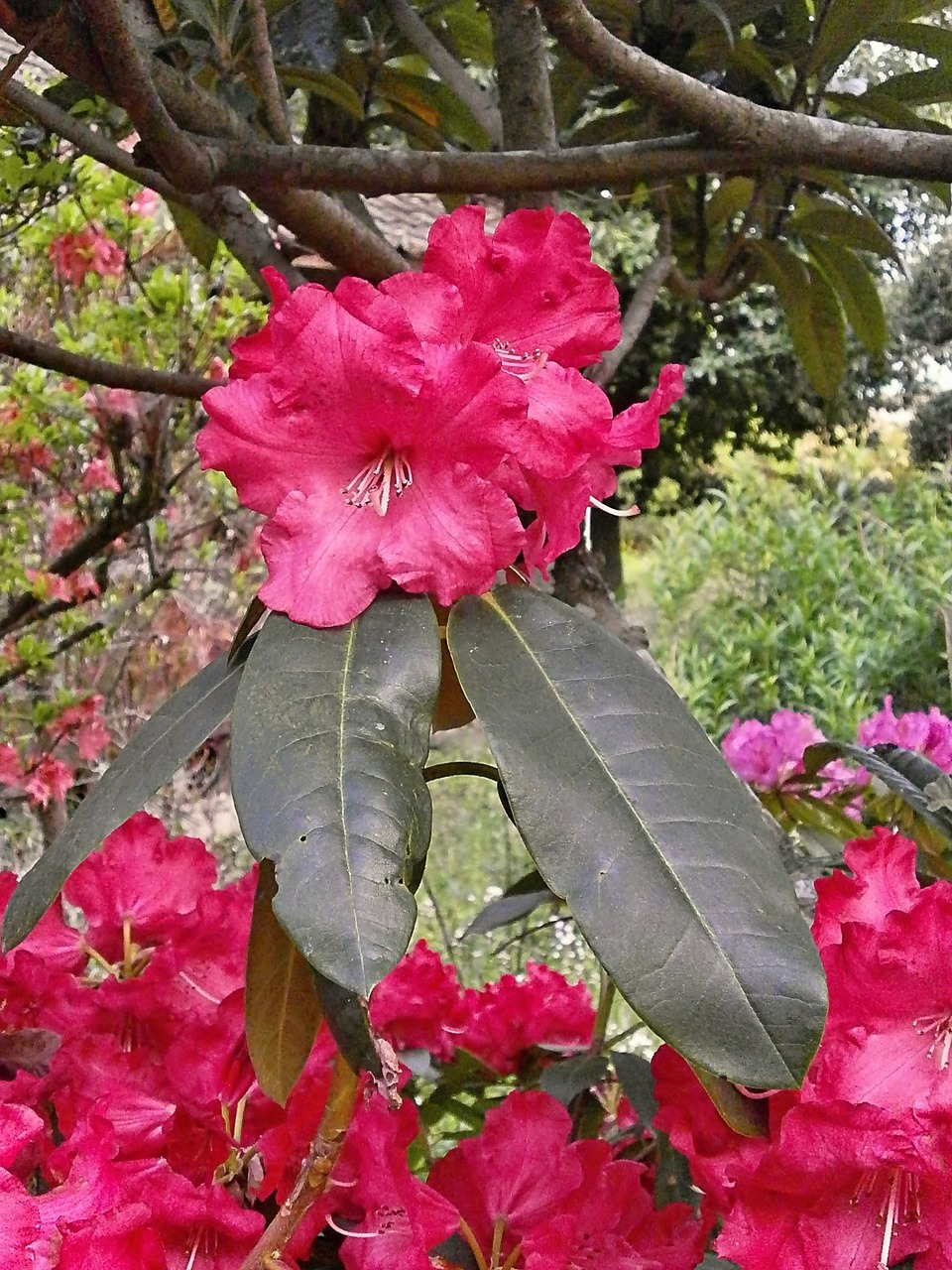 rhododendron rhododendrons ericaceae free photo