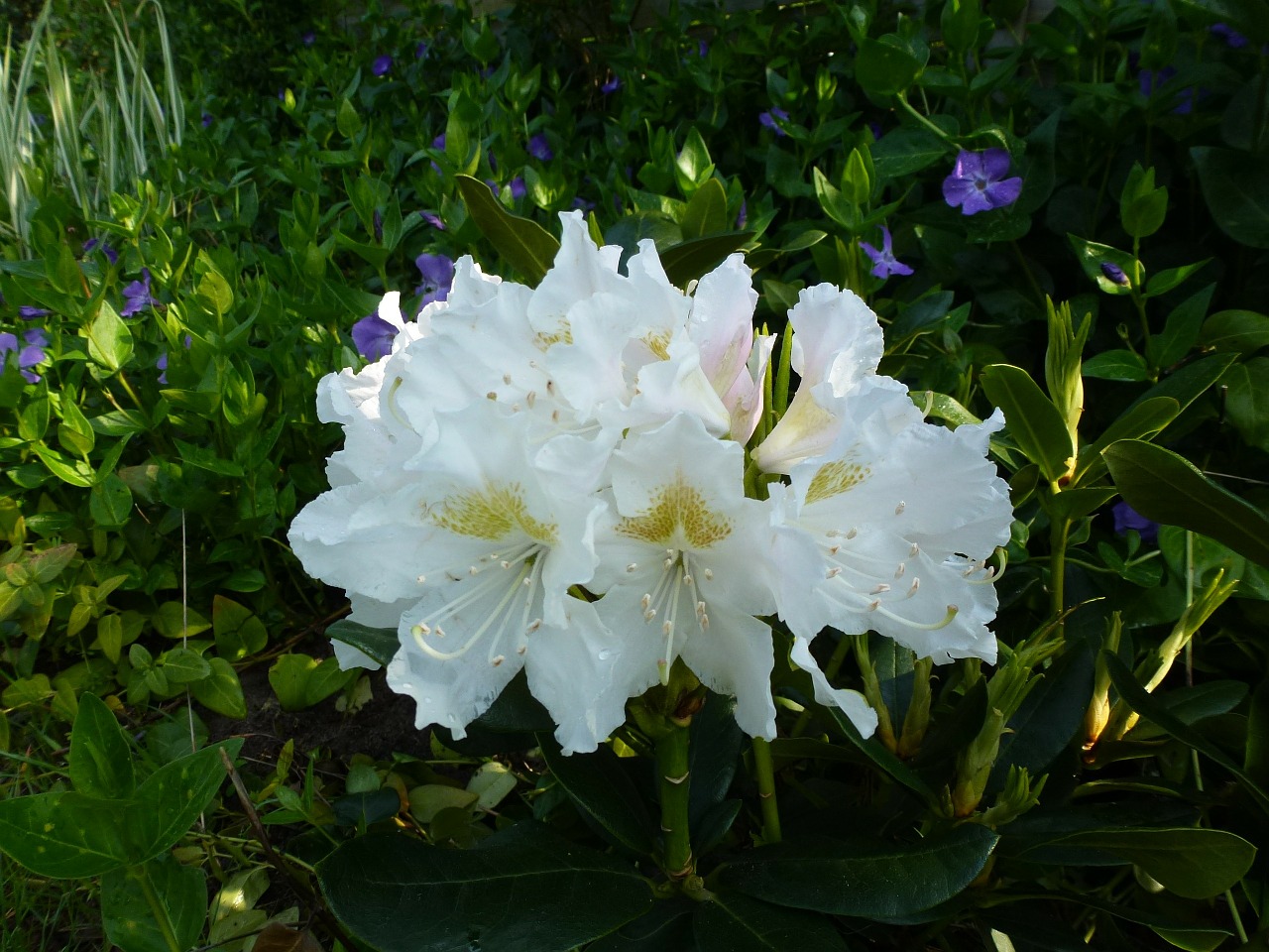 rhododendron blossom bloom free photo