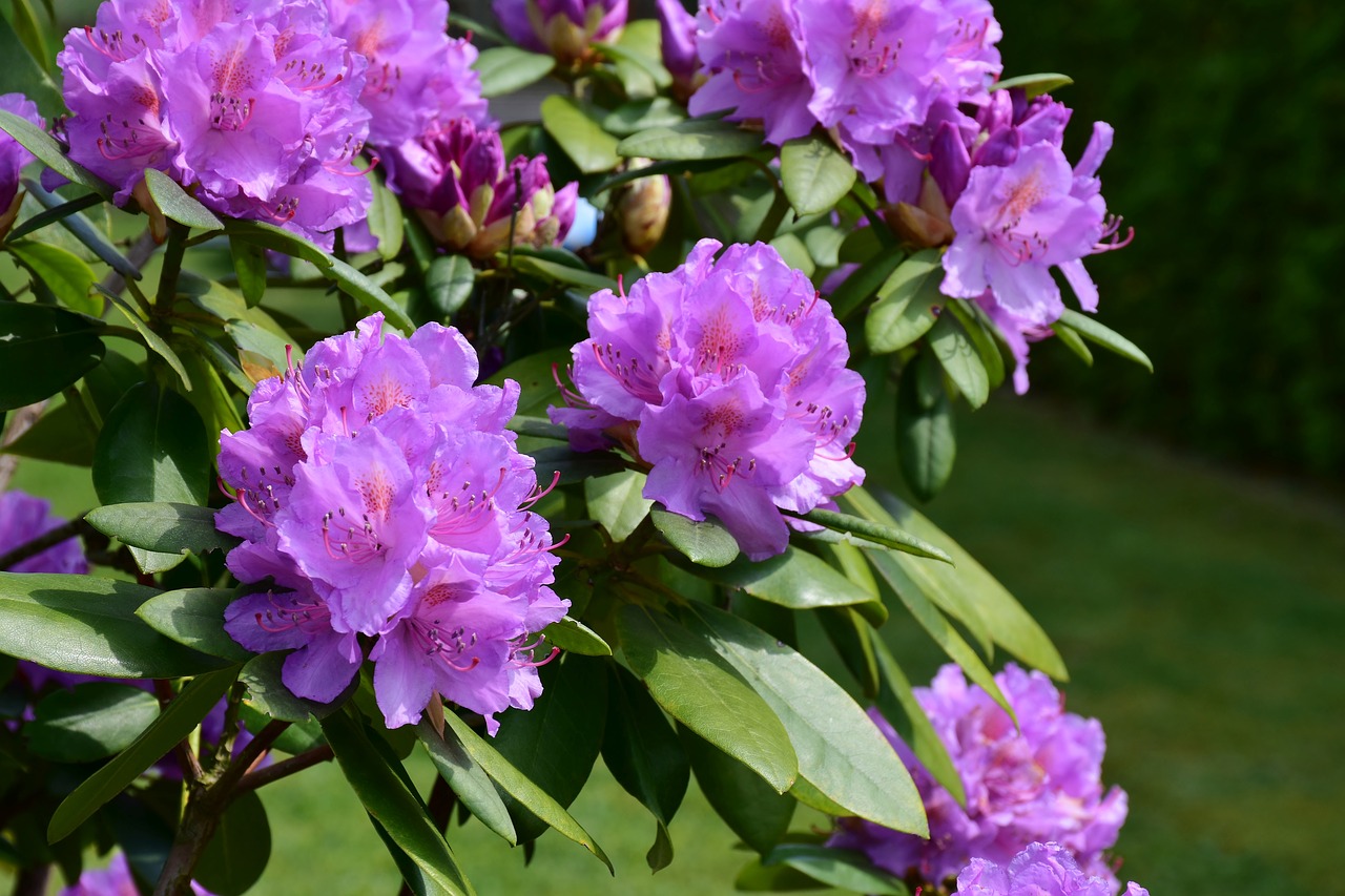 rhododendron  blossom  bloom free photo