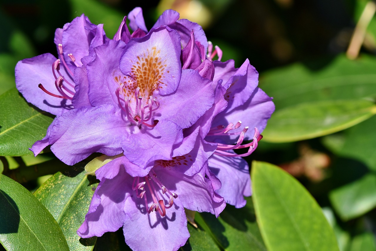 rhododendron  rhododendron buds  rhododedron flowering free photo