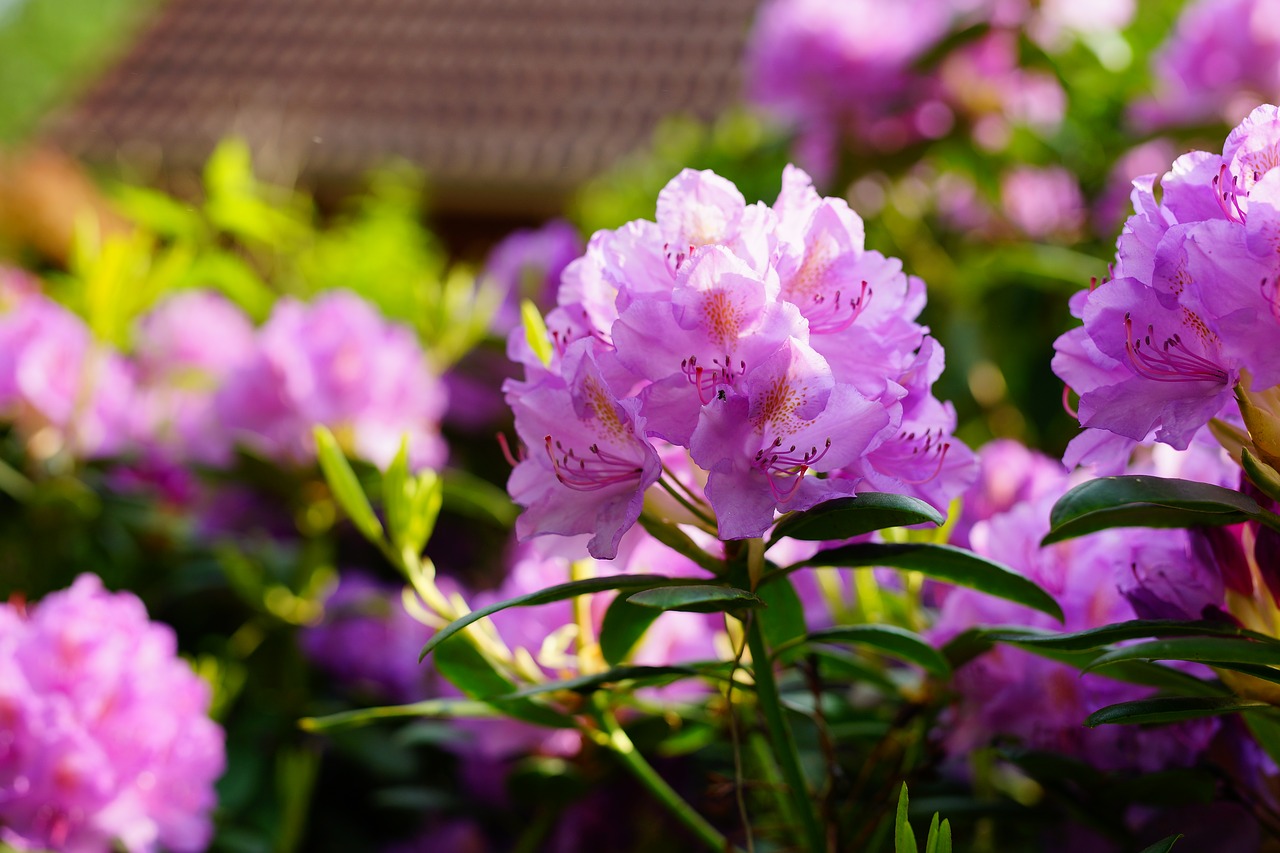 rhododendron  flowers  purple free photo