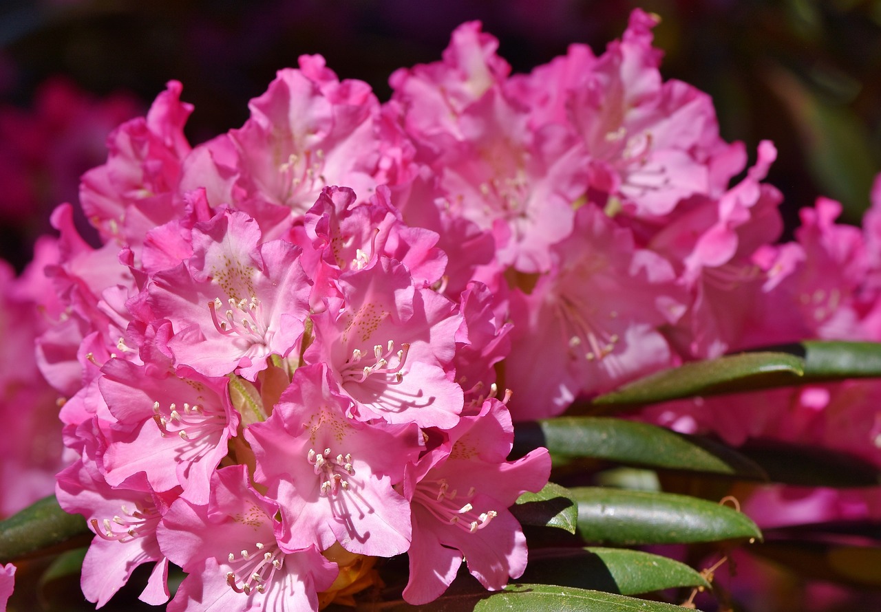 rhododendron  rhododendron buds  rhododendron flower free photo