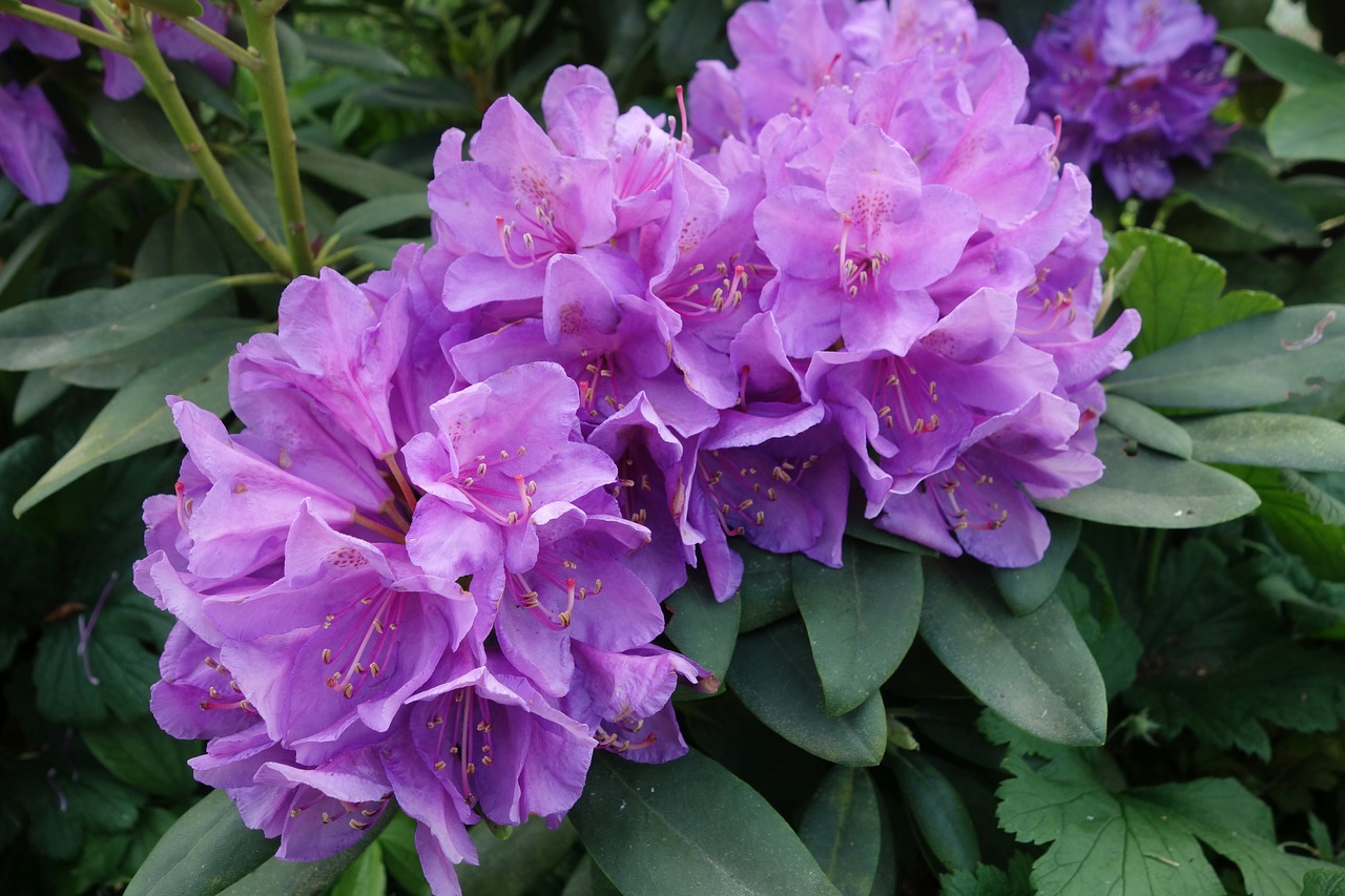 rhododendron  purple  garden free photo