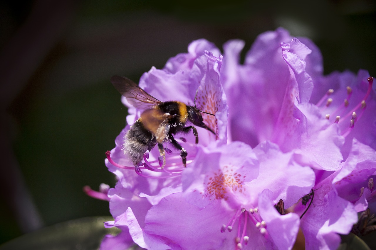 rhododendron  hummel  traub notes free photo