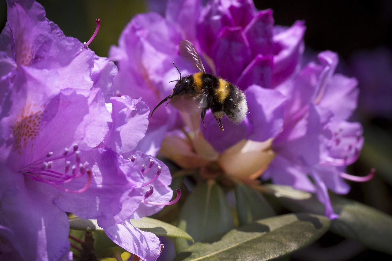 rhododendron  hummel  traub notes free photo