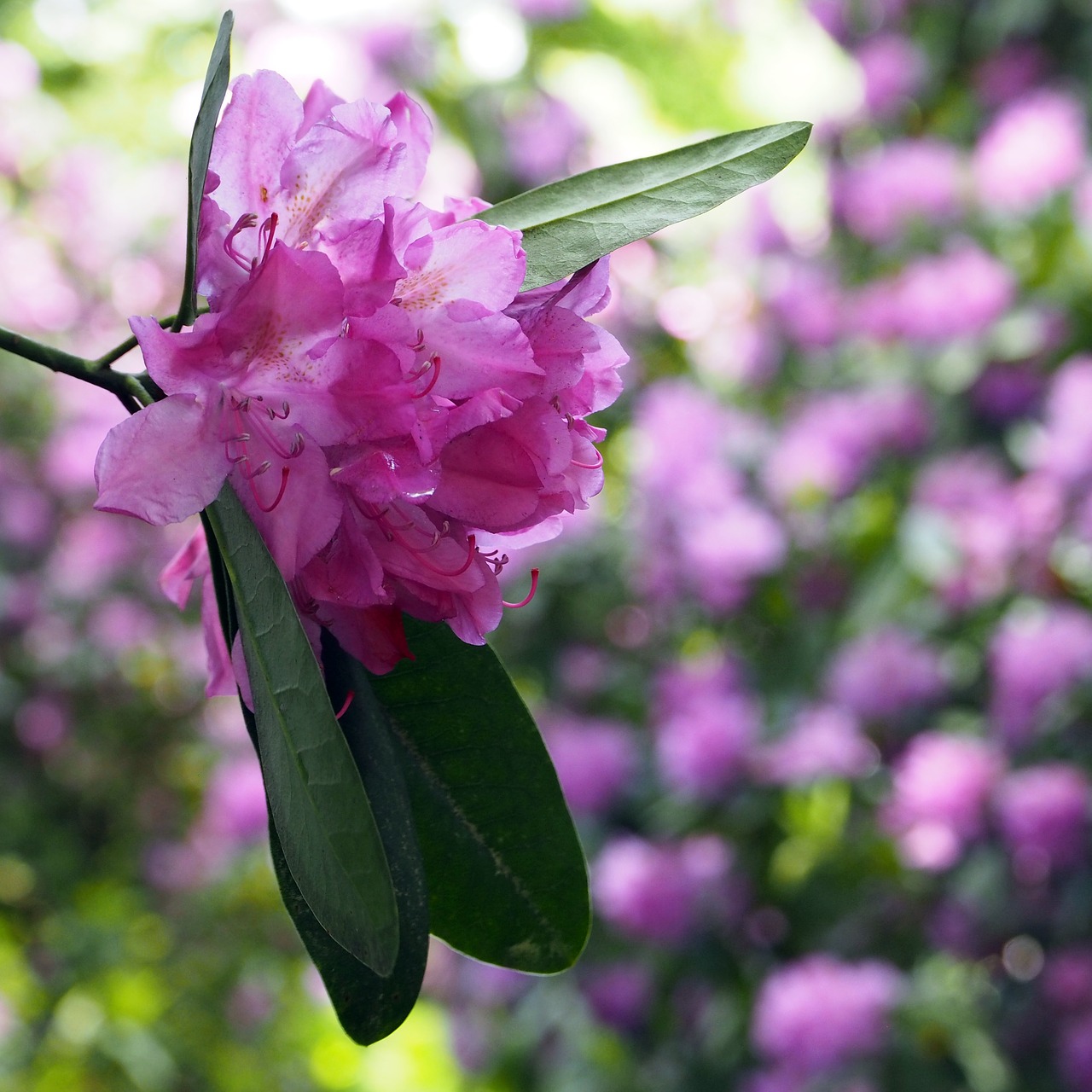 rhododendron  moor  nature reserve free photo