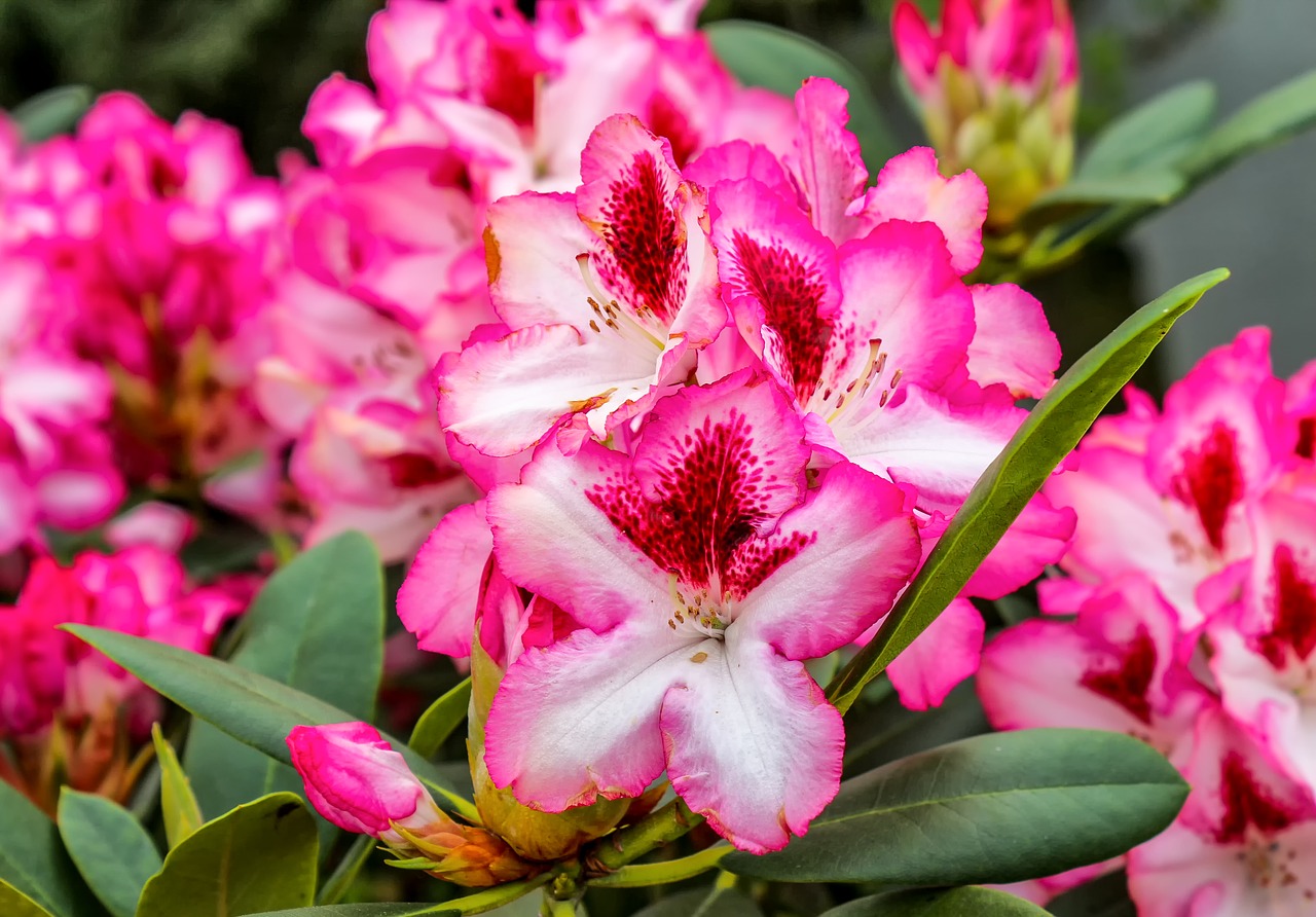 rhododendron  incomplete  nature free photo