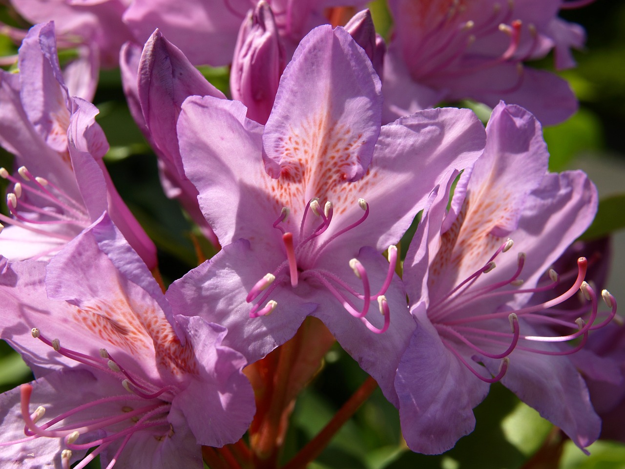 rhododendron blossom bloom free photo