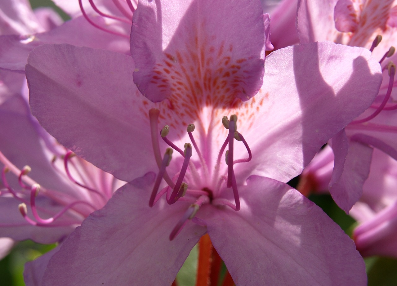 rhododendron stamp blossom free photo