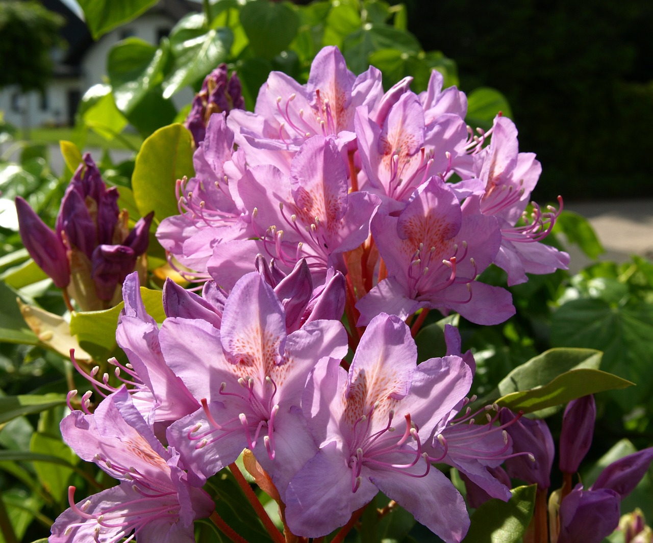 rhododendron blossom bloom free photo