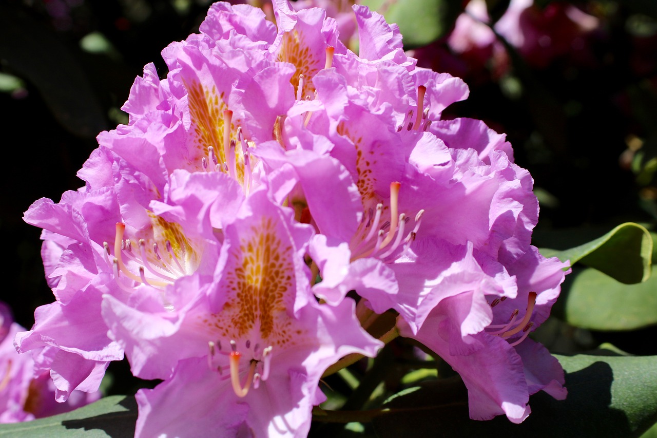 rhododendron  blossom  bloom free photo