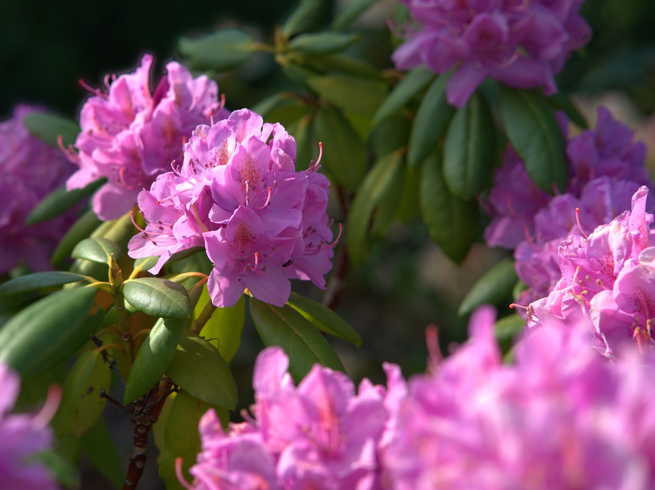 rhododendron  flower  blossom free photo