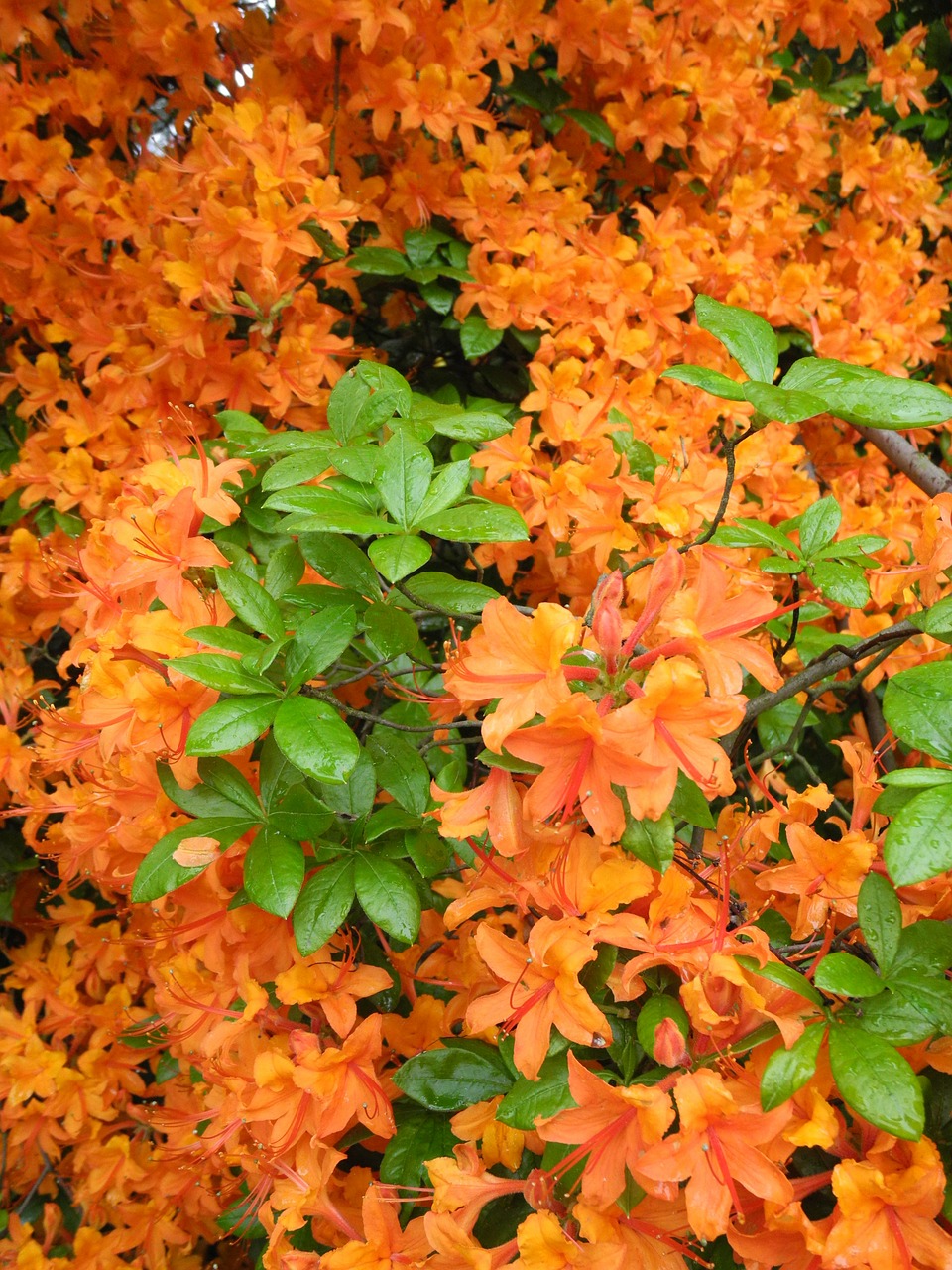 rhododendron orange flowers free photo