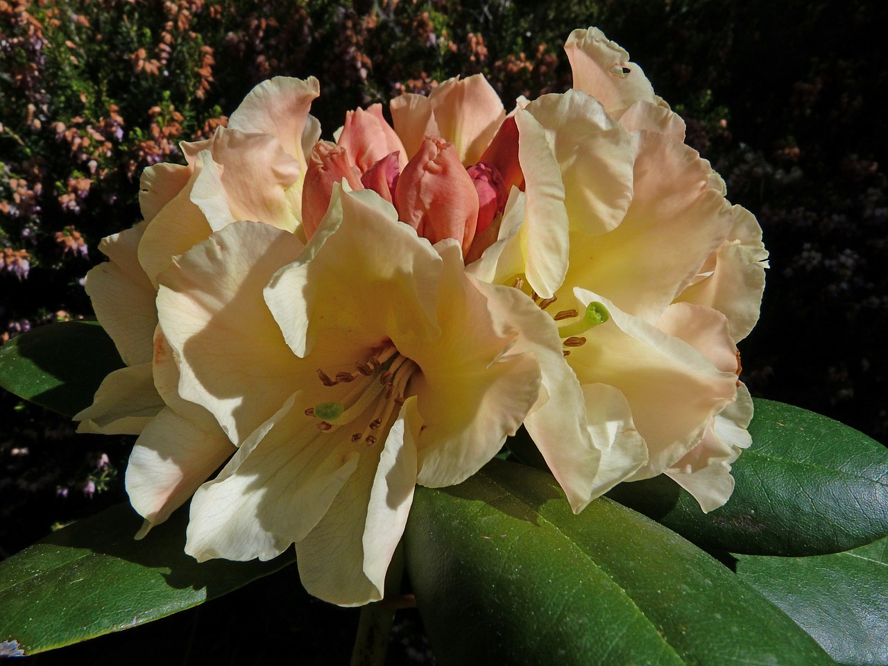 rhododendron flowers macro free photo