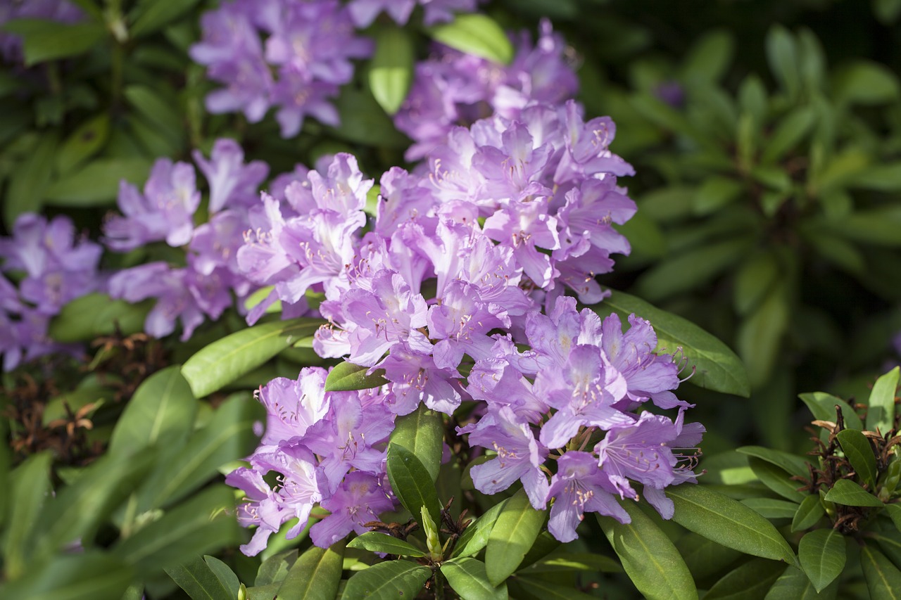 rhododendron  guzeripl  the pontic rhododendron free photo