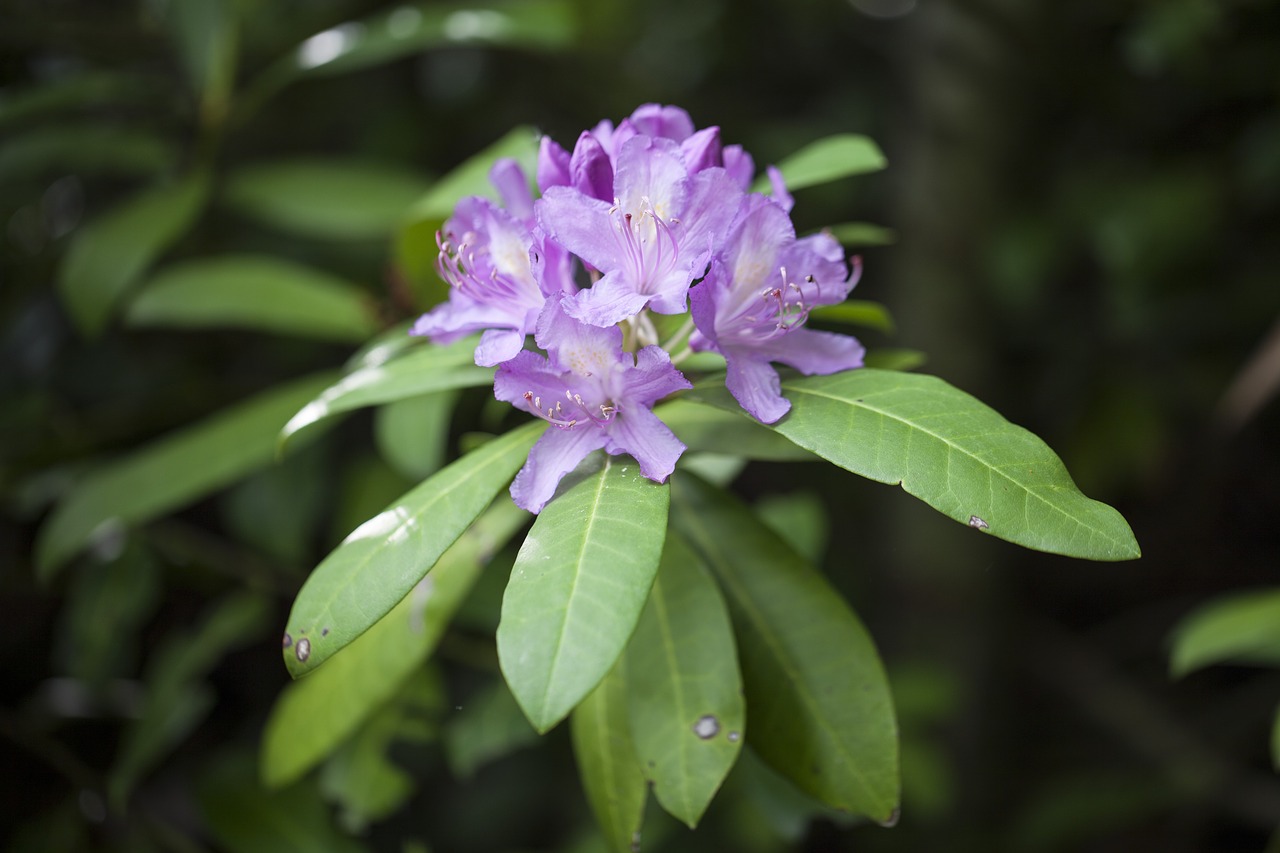 rhododendron  azalea  flowers free photo