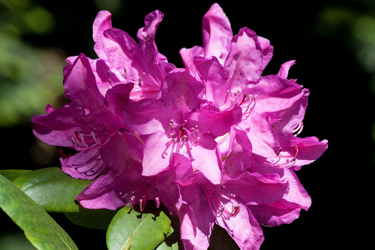 rhododendron traub notes doldentraub free photo