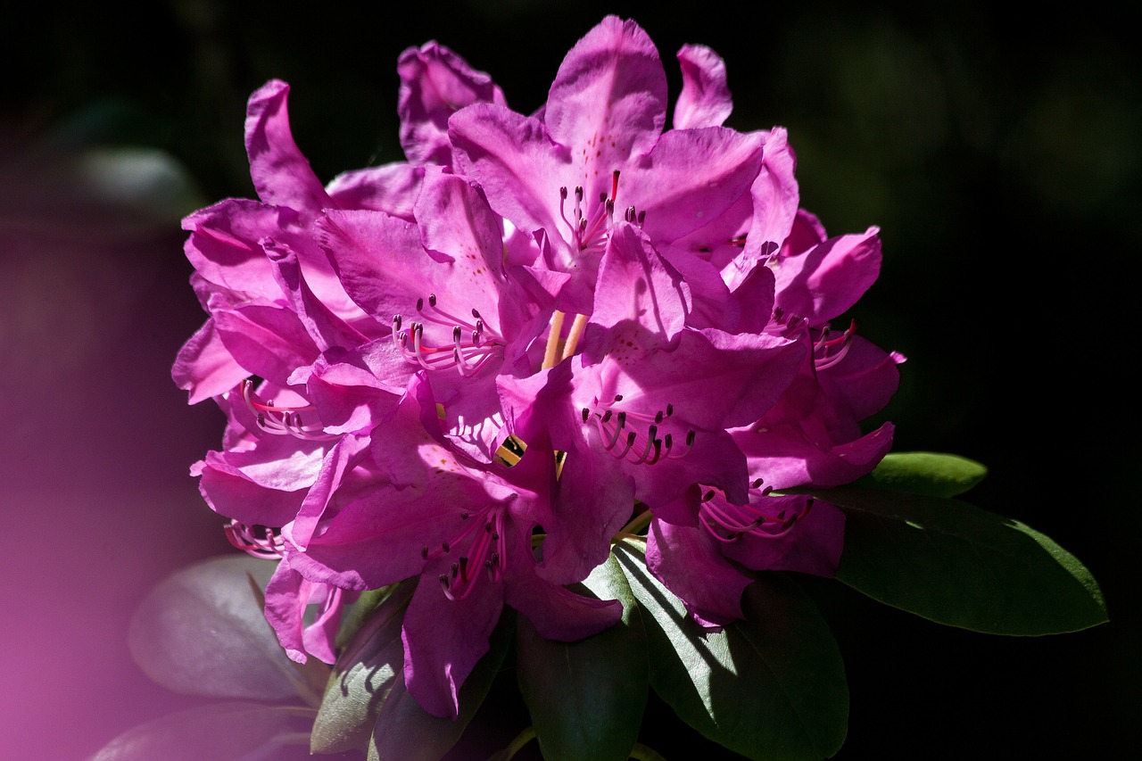 rhododendron traub notes doldentraub free photo