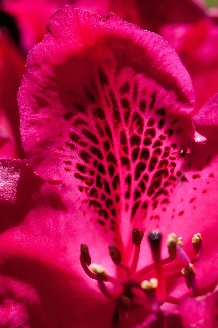 rhododendron single flower blossom free photo