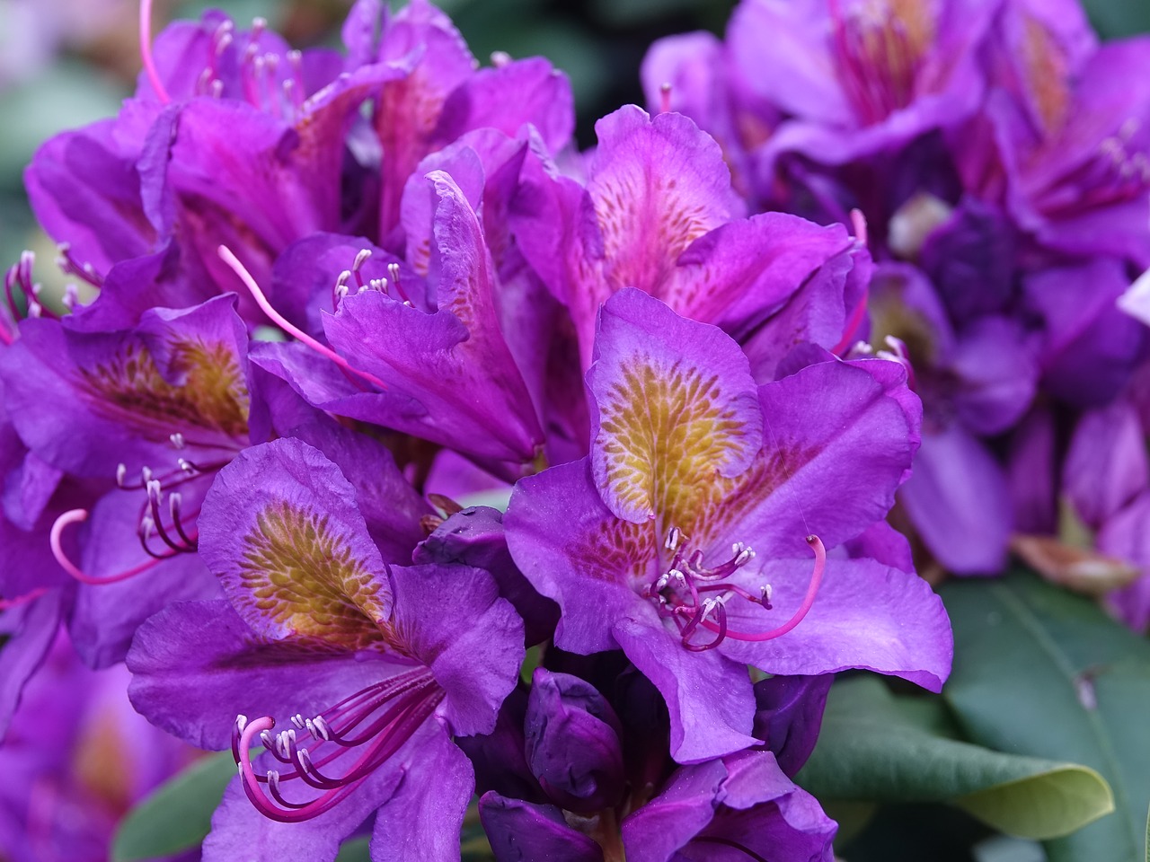 rhododendron  flower  garden free photo