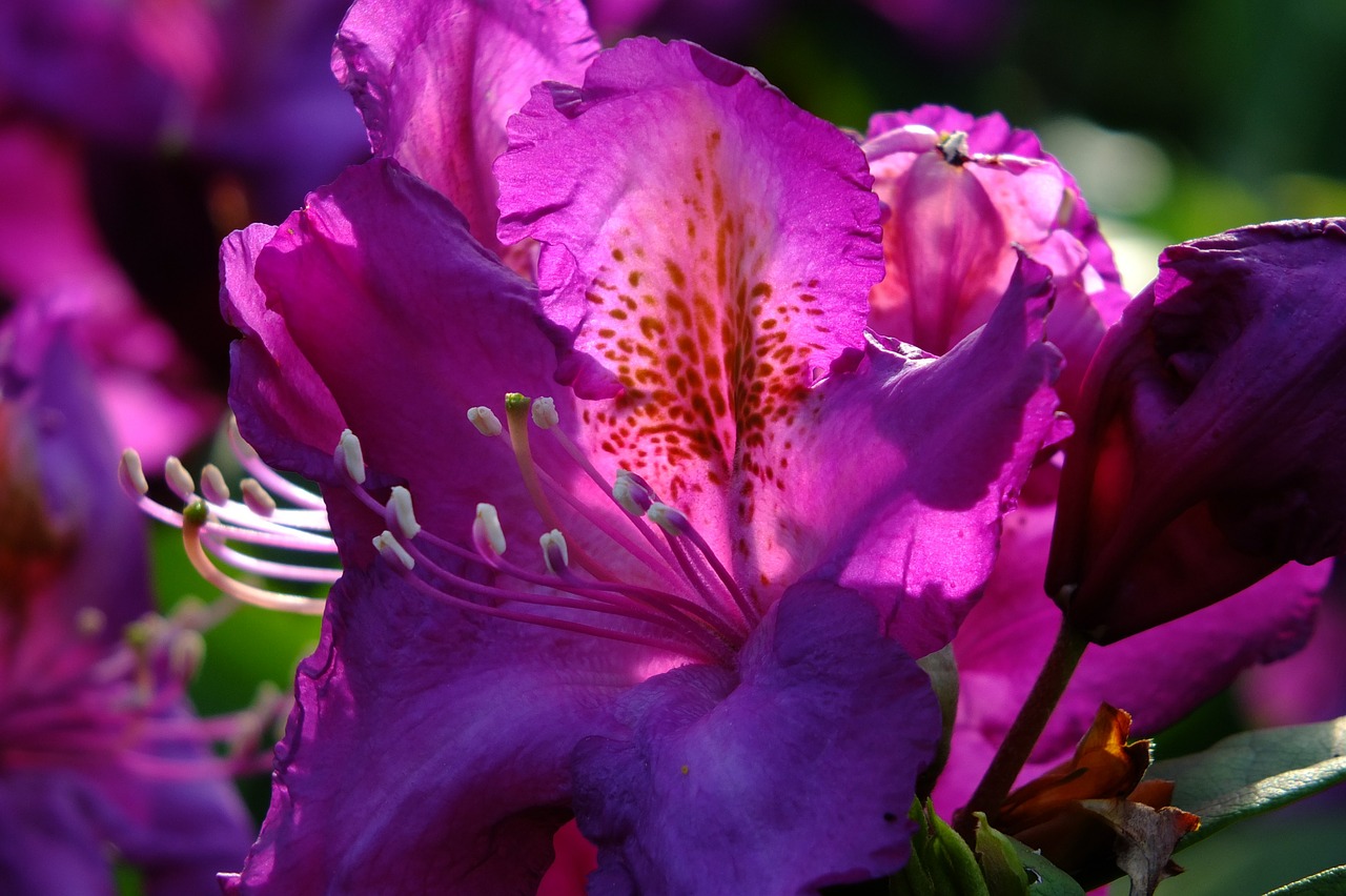 rhododendron lily flower free photo