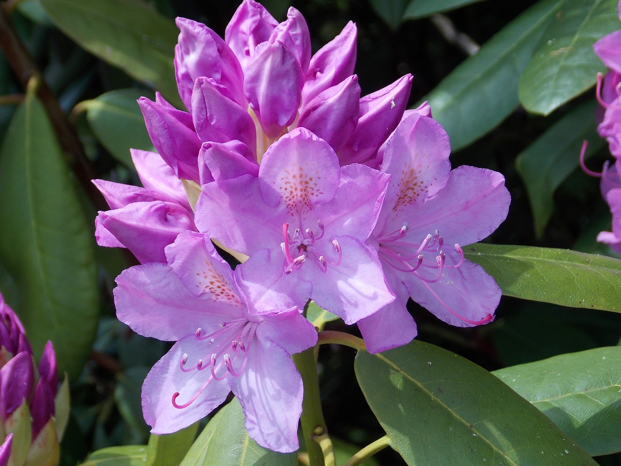 rhododendron pink blossom free photo