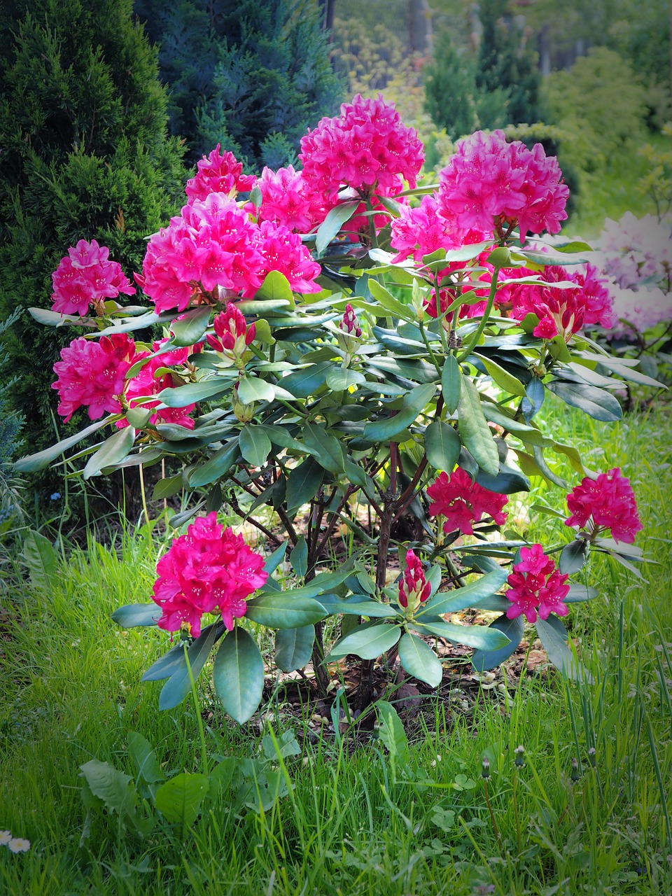 rhododendron flowers plant free photo